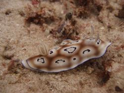 chromodoris.
nudibranch city, derawan, Indonesia by Wahyu Kasim 